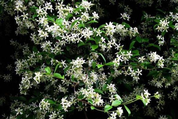 络石和扶芳藤的区别是什么  络石功的作用