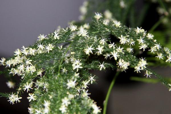 文竹图片大全 文竹花语及寓意