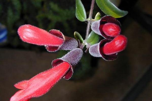 口红花有毒吗 口红花能放在室内卧室吗