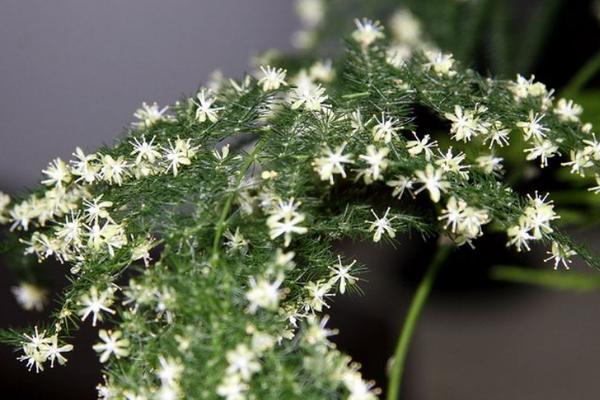 文竹开花吗 文竹什么时候开花(几月) 文竹开花有什么兆头