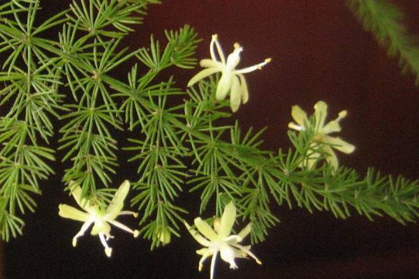 文竹开花吗 文竹什么时候开花(几月) 文竹开花有什么兆头