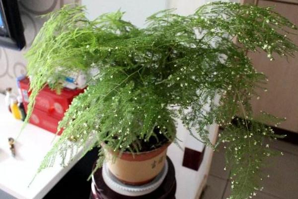 文竹开花吗 文竹什么时候开花(几月) 文竹开花有什么兆头