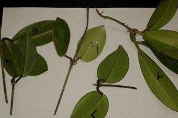 球兰扦插繁殖方法 球兰怎么修剪枝叶