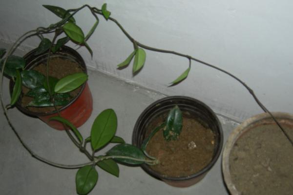 球兰扦插繁殖方法 球兰怎么修剪枝叶