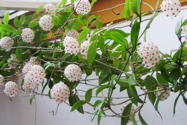 球兰扦插繁殖方法 球兰怎么修剪枝叶