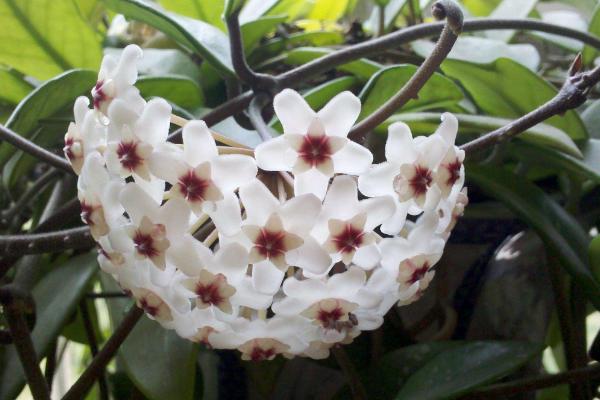 球兰扦插繁殖方法 球兰怎么修剪枝叶