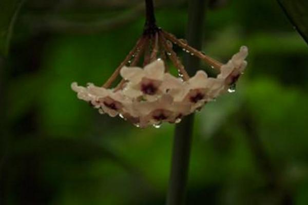 球兰花怎么浇水(多久浇一次) 球兰怎么施肥