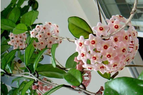 球兰花怎么浇水(多久浇一次) 球兰怎么施肥