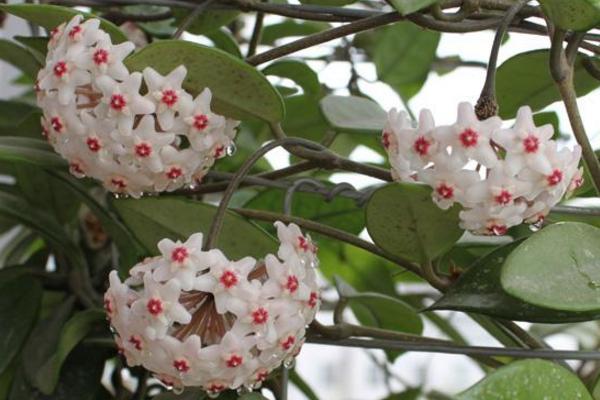 球兰花怎么浇水(多久浇一次) 球兰怎么施肥