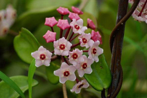 球兰花怎么浇水(多久浇一次) 球兰怎么施肥