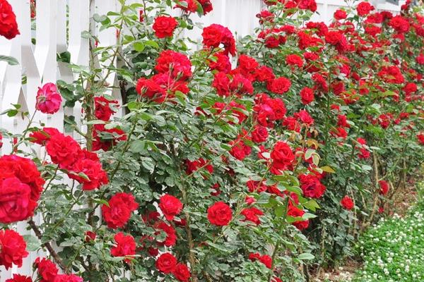 藤本月季怎么修剪枝叶 藤本月季如何过冬