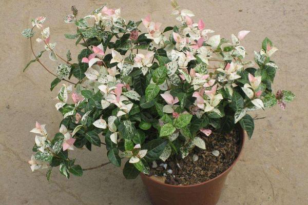 花叶络石怎么浇水（多久浇一次） 花叶络石扦插繁殖方法