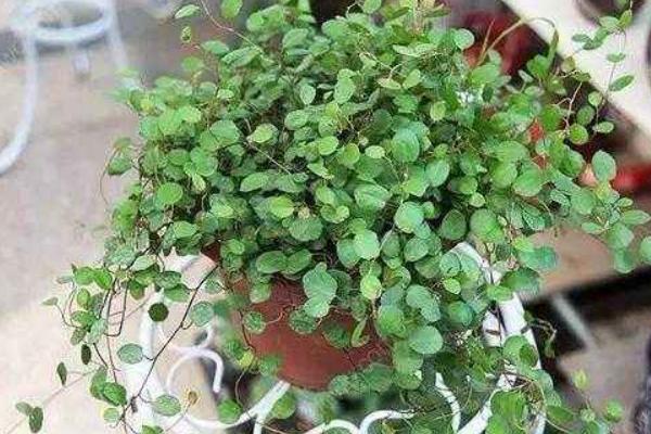 千叶吊兰一碰就掉叶子是怎么回事 千叶吊兰怎么繁殖