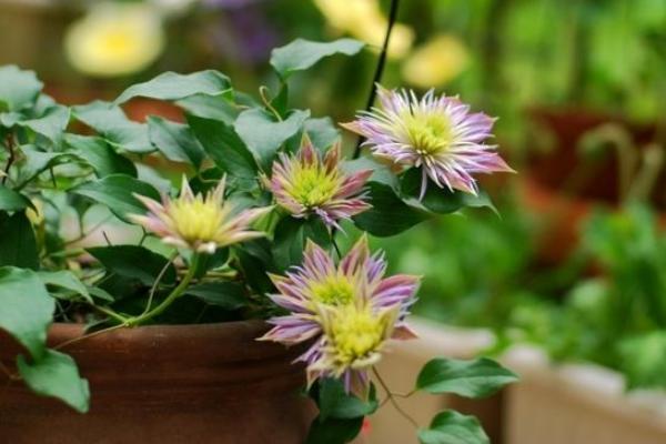 铁线莲怎么浇水(多久浇一次) 铁线莲怎么扦插