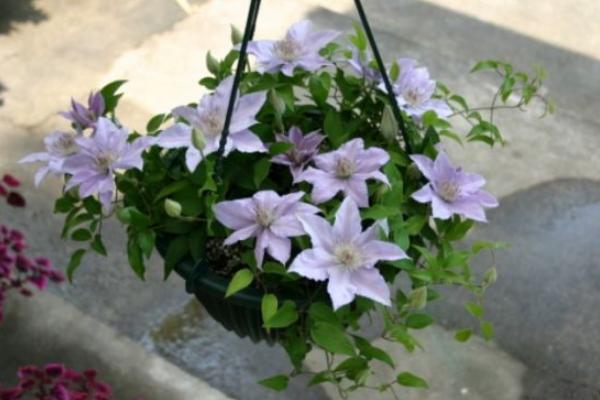 铁线莲怎么浇水(多久浇一次) 铁线莲怎么扦插