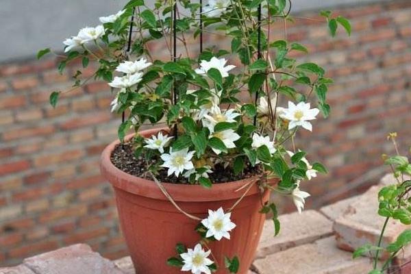 铁线莲怎么浇水(多久浇一次) 铁线莲怎么扦插