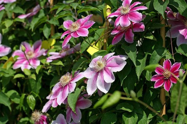 铁线莲怎么浇水(多久浇一次) 铁线莲怎么扦插