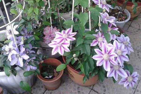 铁线莲怎么浇水(多久浇一次) 铁线莲怎么扦插