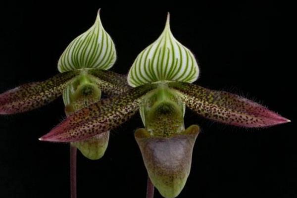 兜兰一年开几次花 兜兰几月开花