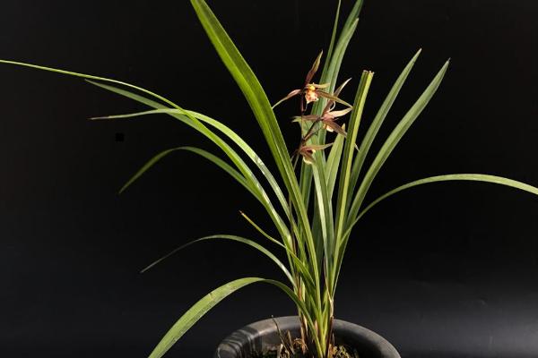 寒兰有哪些品种 怎样识别寒兰