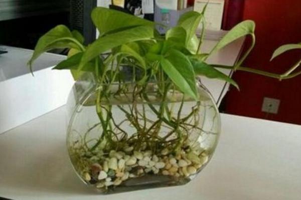 水培绿萝可以养鱼吗 水培绿萝养鱼有哪些是好处