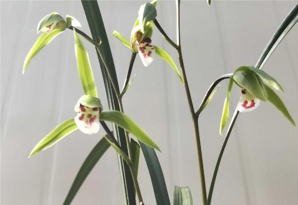 寒兰有哪些品种 怎样识别寒兰