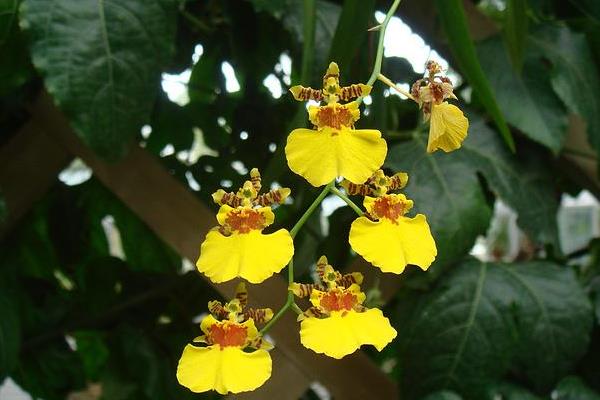 文心兰怎么浇水(多久浇一次) 文心兰怎么施肥