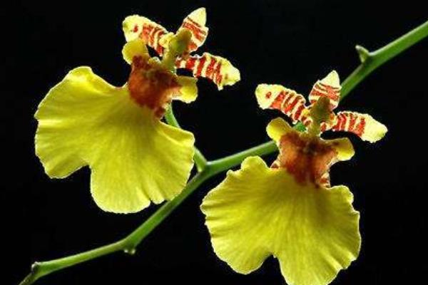 文心兰怎么浇水(多久浇一次) 文心兰怎么施肥