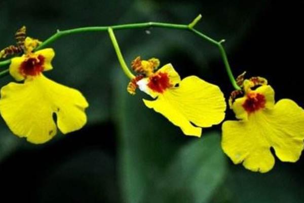 文心兰怎么浇水(多久浇一次) 文心兰怎么施肥