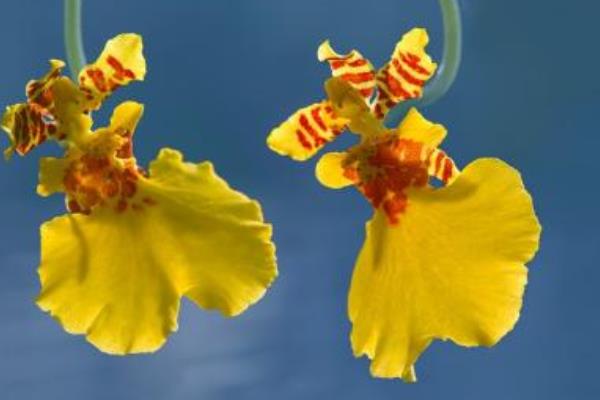 文心兰怎么浇水(多久浇一次) 文心兰怎么施肥