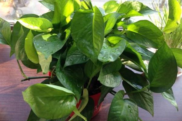 绿萝怎么养 绿萝养殖方法与注意事项