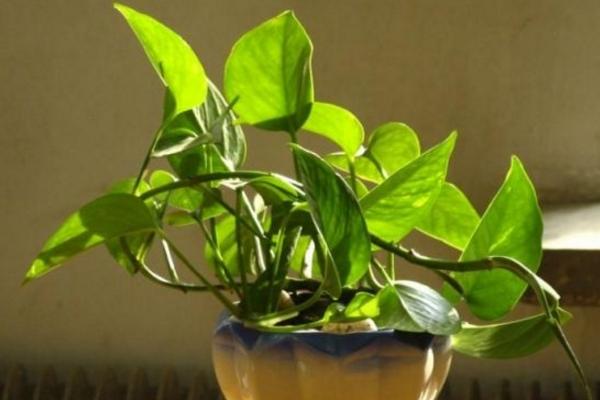 绿萝怎么养 绿萝养殖方法与注意事项