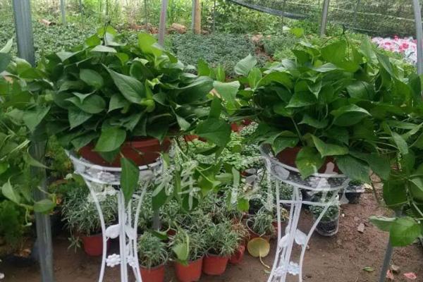 大叶绿萝为什么要柱子 大叶绿萝怎么养