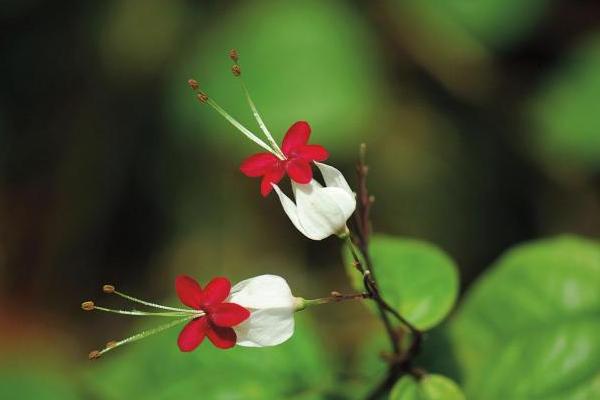 龙吐珠怎么浇水（多久浇一次） 龙吐珠怎么施肥