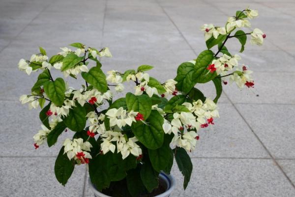 龙吐珠怎么浇水(多久浇一次) 龙吐珠怎么施肥