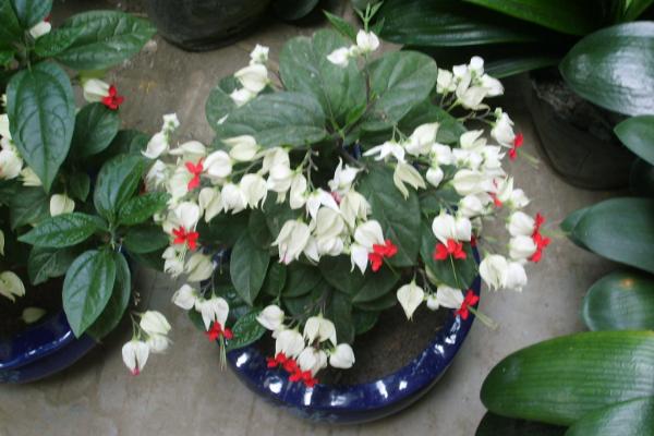 龙吐珠怎么浇水(多久浇一次) 龙吐珠怎么施肥