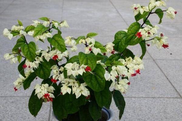 龙吐珠怎么浇水(多久浇一次) 龙吐珠怎么施肥