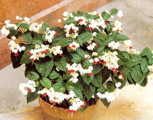 龙吐珠怎么浇水(多久浇一次) 龙吐珠怎么施肥