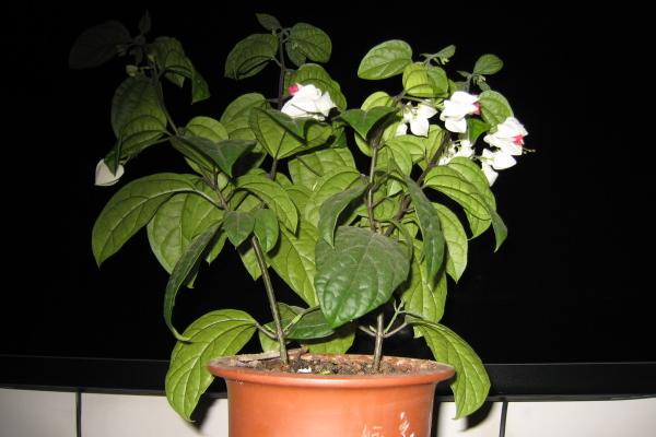 龙吐珠怎么浇水(多久浇一次) 龙吐珠怎么施肥