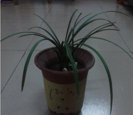 墨兰叶子发黄变黑怎么办 墨兰烂根的解决方法