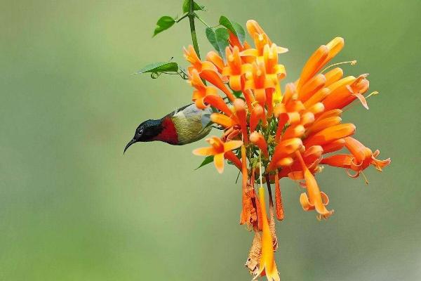炮仗花什么时候开 炮仗花花期是几月