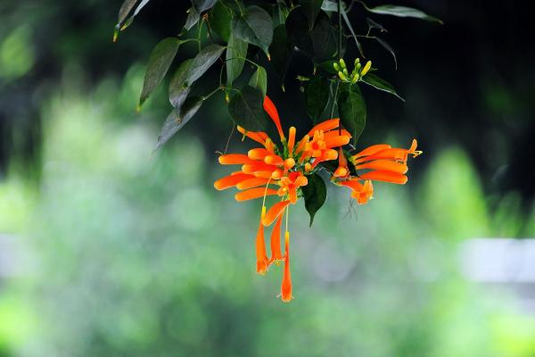炮仗花怎么种 炮仗花种植方法与注意事项
