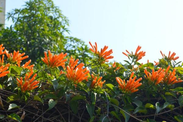 炮仗花怎么种 炮仗花种植方法与注意事项