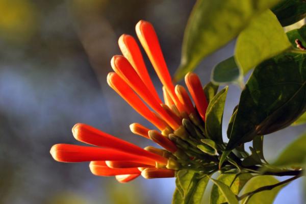 炮仗花怎么种 炮仗花种植方法与注意事项