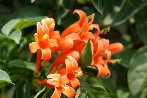 炮仗花怎么种 炮仗花种植方法与注意事项