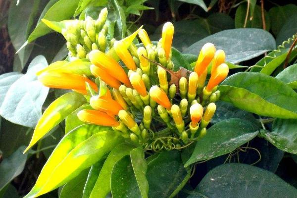 炮仗花怎么种 炮仗花种植方法与注意事项