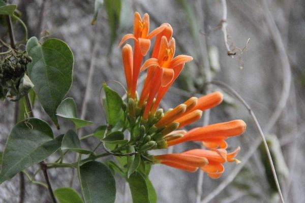 炮仗花怎么种 炮仗花种植方法与注意事项