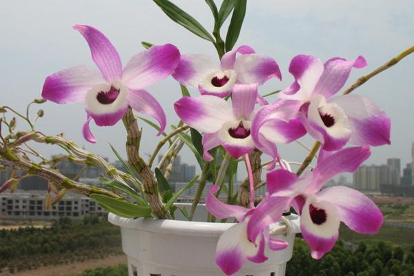 盆栽石斛兰怎么浇水 石斛兰叶子变黄怎么办