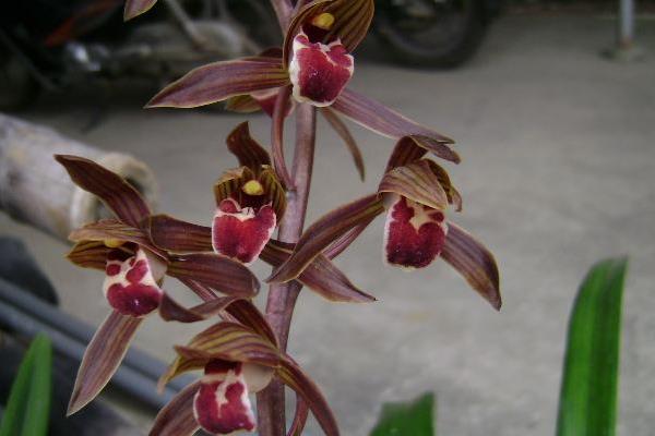 墨兰什么时候开花(几月)墨兰不开花的原因