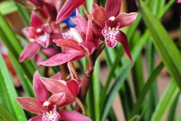 墨兰什么时候开花(几月)墨兰不开花的原因